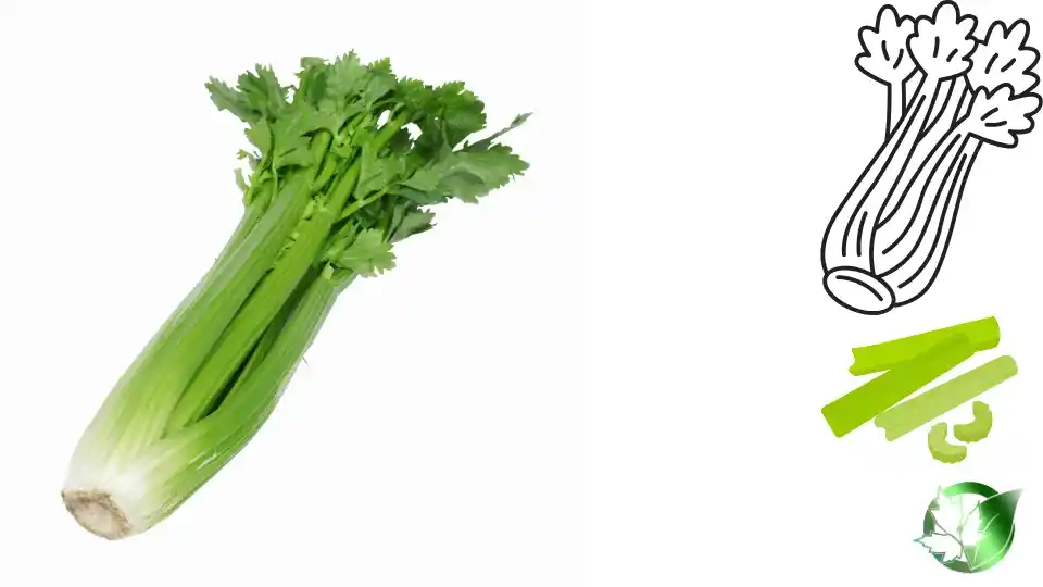 Exporter evaluation for Frozen Celery should cover specification, packaging, supporting records, logistics, and true import cost.